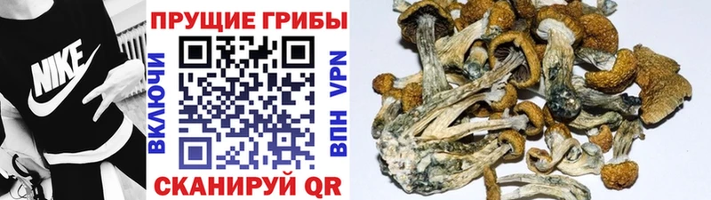 Псилоцибиновые грибы мухоморы купить сайты Кирс